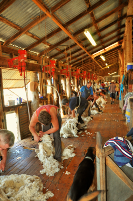 Steam Plains Shearing 022149  © Claire Parks Photography 